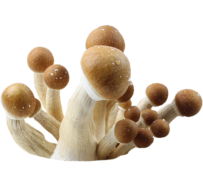 Psilocybe Cubensis Colombian Spores Print